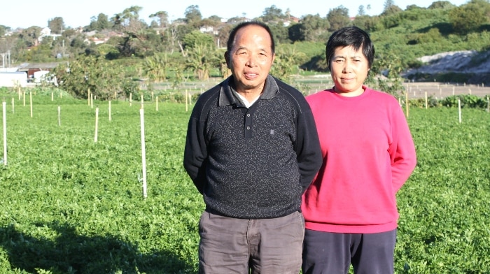 A man and a woman standing in a crop of parsley