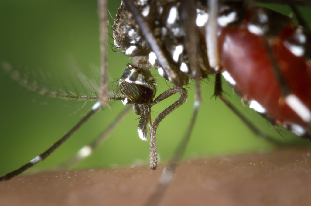 A close up of a black mosquito with white dots.