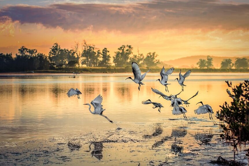  Ibises with a lone Heron coming out of the water as a golden sunset is reflected in the river