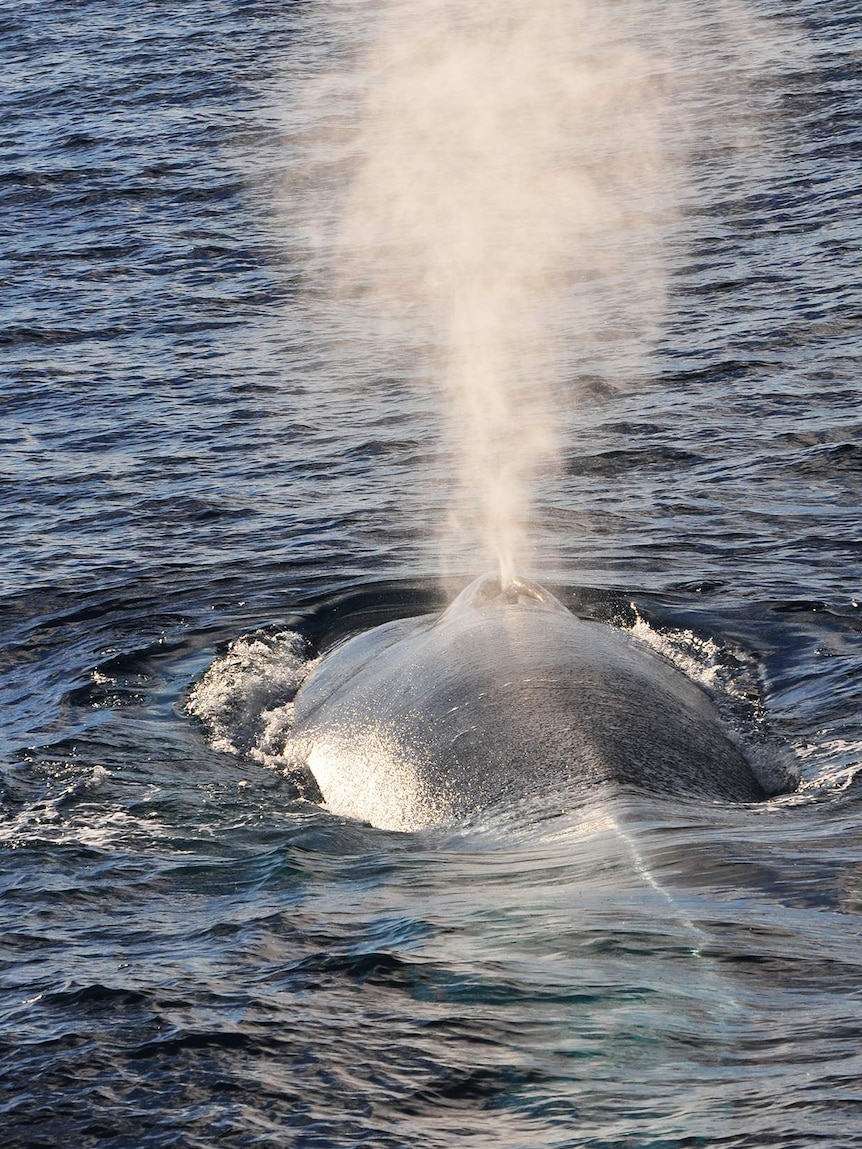 A pygmy blue whale spurts water out of its blowhole as it surfaces.