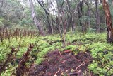 Dead coral ferns at Sunnyside east swamp.
