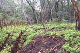 Dead coral ferns at Sunnyside east swamp.