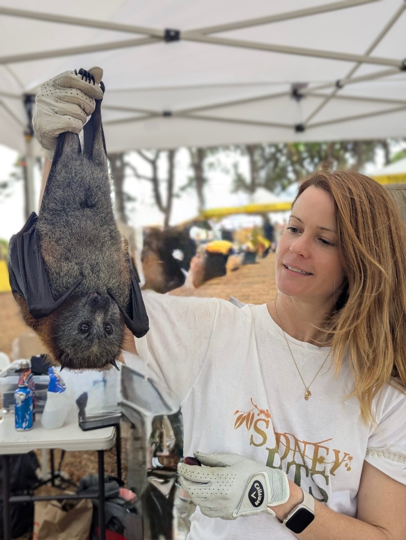 La Sra. Curran sostiene un zorro volador de cabeza gris con las alas cerradas.