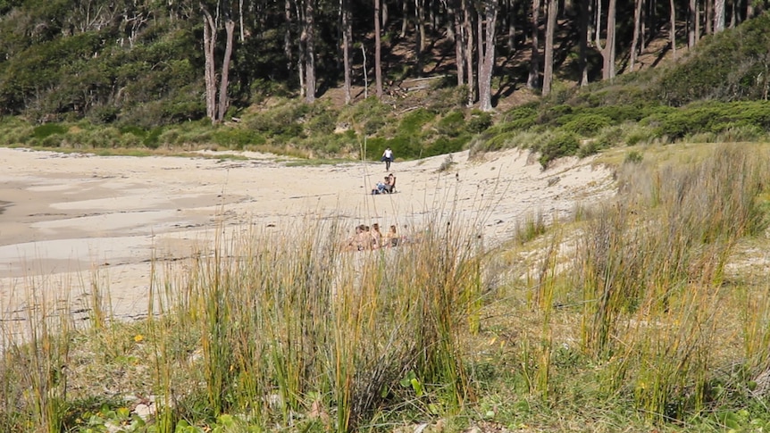 The forest at Durras North extends down to the shoreline