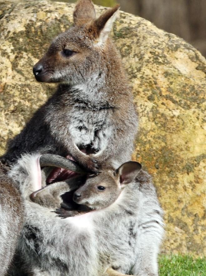 Red-necked wallabies in France, Aug 4, 2015.