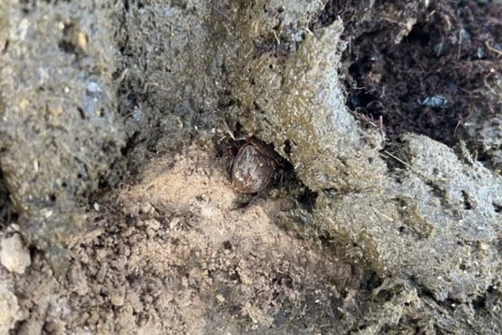 The back of a dung beetle in some cow manure.