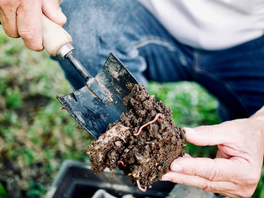 A man holds soil with a worm in it