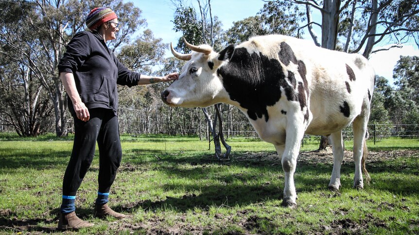 Nikki Medwell with five-year-old black and white steer Frankie, who was rescued at the age of one-week from a dairy farm.