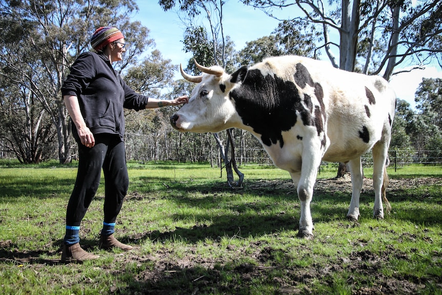 Nikki Medwell with five-year-old black and white steer Frankie, who was rescued at the age of one-week from a dairy farm.