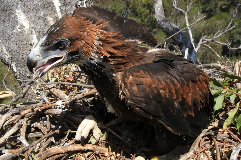 Wedge-tailed eagle  is currently being tracked