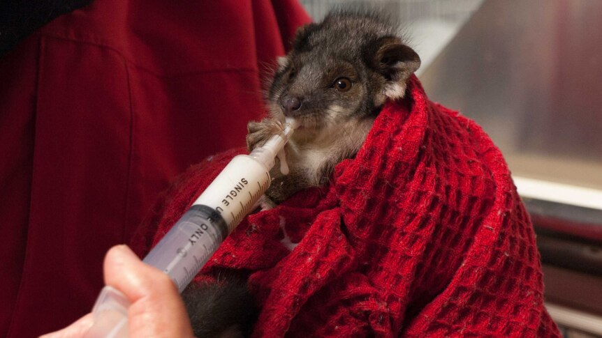 Baby possum being fed.