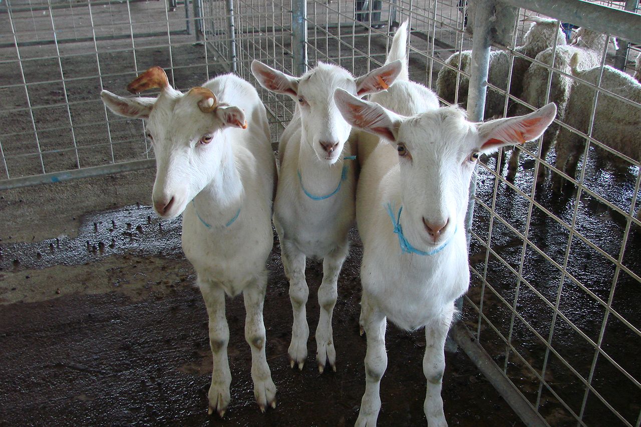 Change of format for Lightning Ridge Goat Races - ABC News