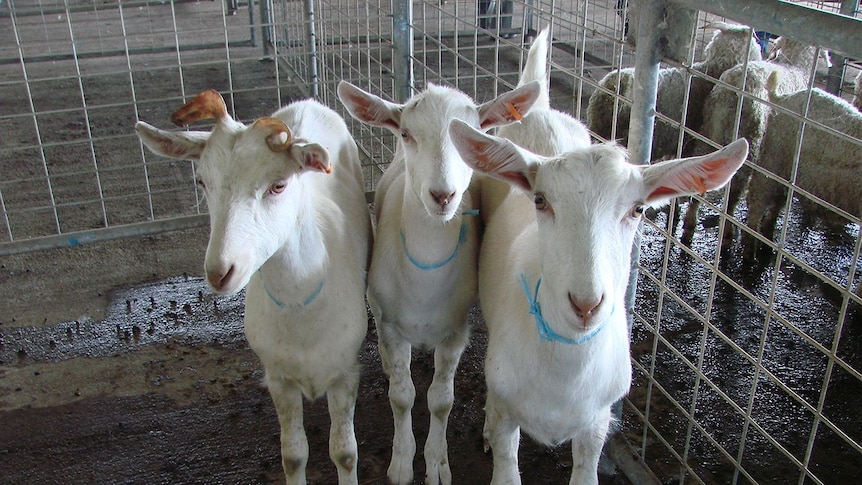 3 white goats waiting for a buyer at Bega saleyard