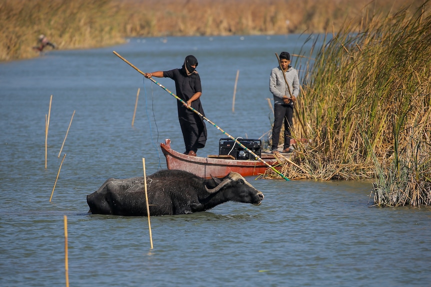 Two man in a row boat in front of a buffalo