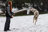 Dog leaps to catch snowball in mouth