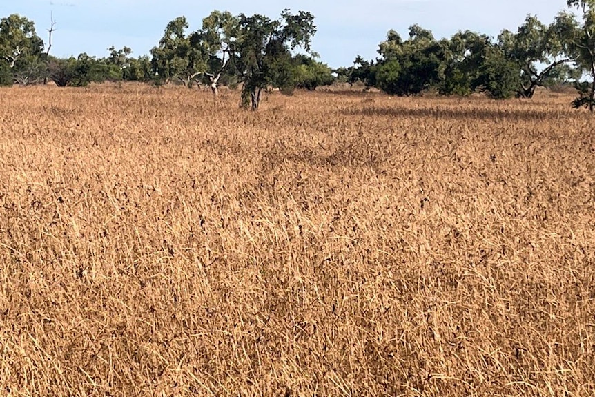 Fields of brown grass at Badalia station.