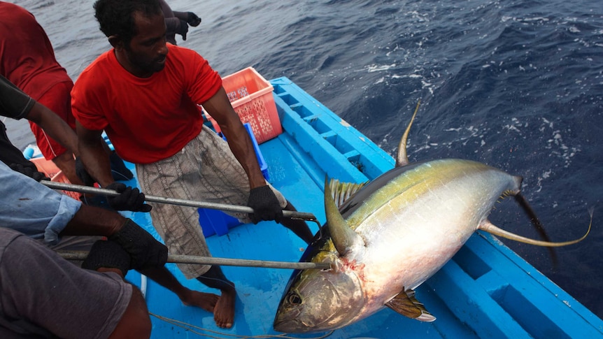 A fisherman hauls a tuna fish on board a boat.