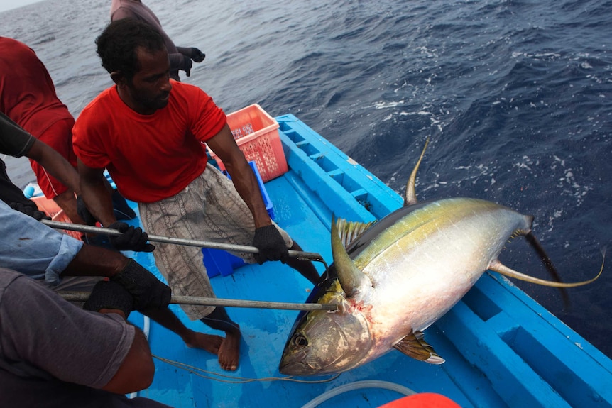 A fisherman hauls a tuna fish on board a boat.