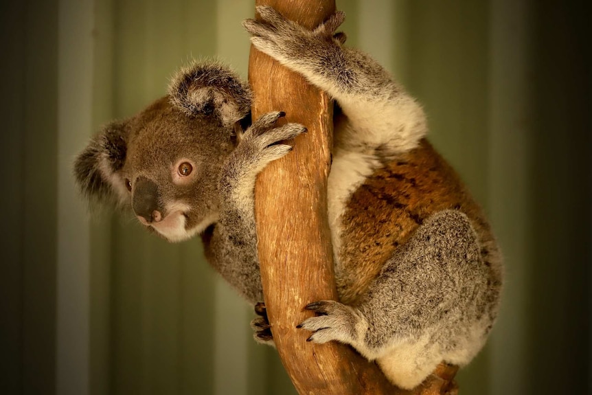 A rescued koala holds onto a tree trunk at the Ipswich Koala Protection Society