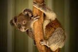 A rescued koala holds onto a tree trunk at the Ipswich Koala Protection Society