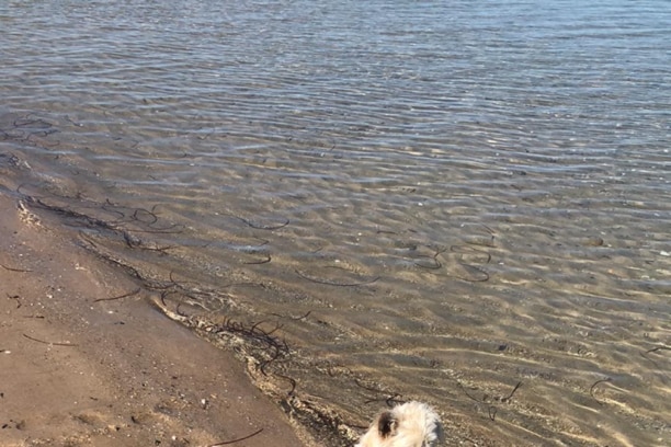 A small dog lies in shallow water at the beach.