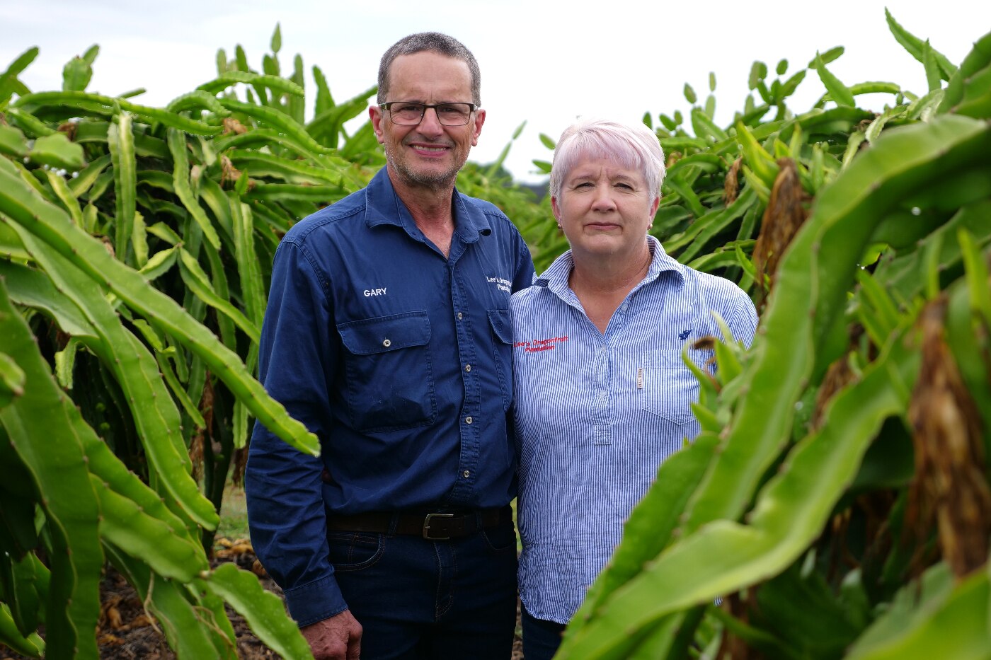 Dragon fruit farmers juggle fulltime jobs while expanding their