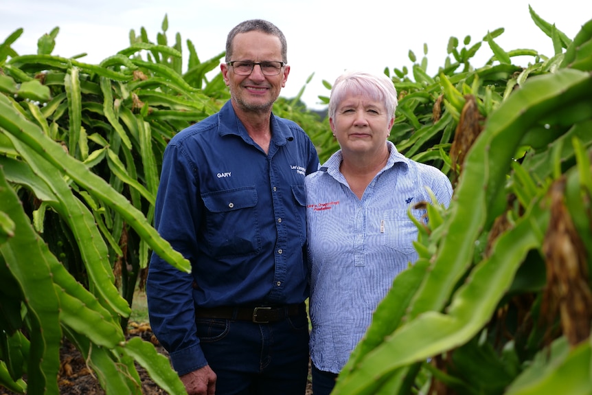 Gary and Sue standing side-by-side among bright green dragon fruit plants smiling.