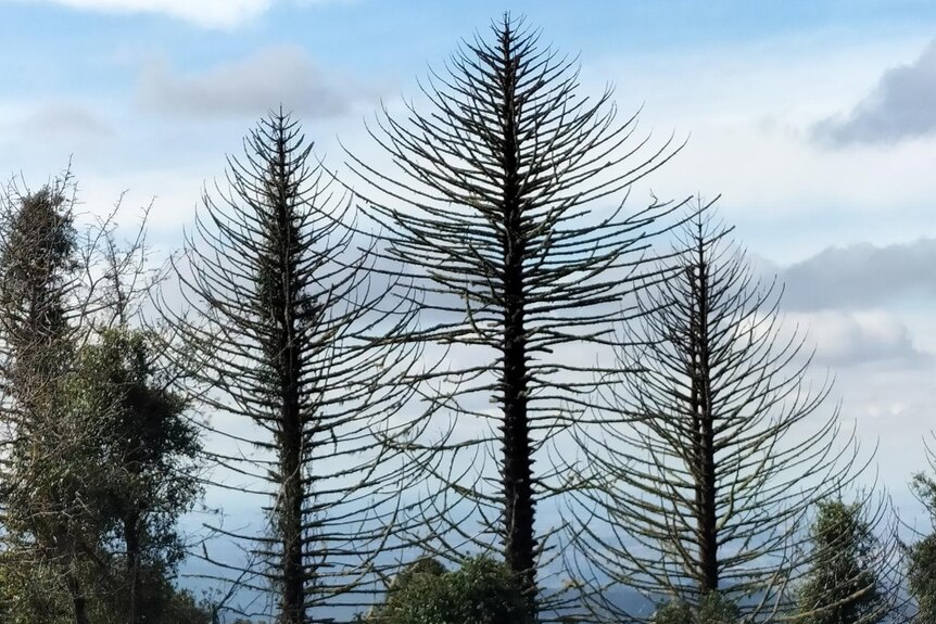 Three bunya trees without leaves. 