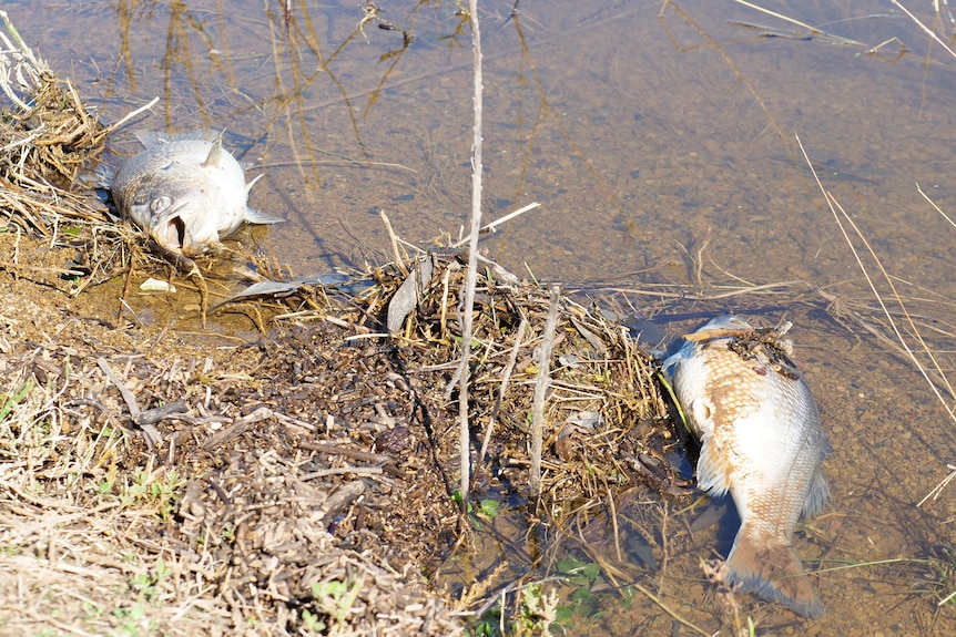 twee dode vissen aan de oever van Glenbawn Dam
