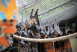 Bats hang upside down in a wildlife sanctuary with a rope in the foreground.