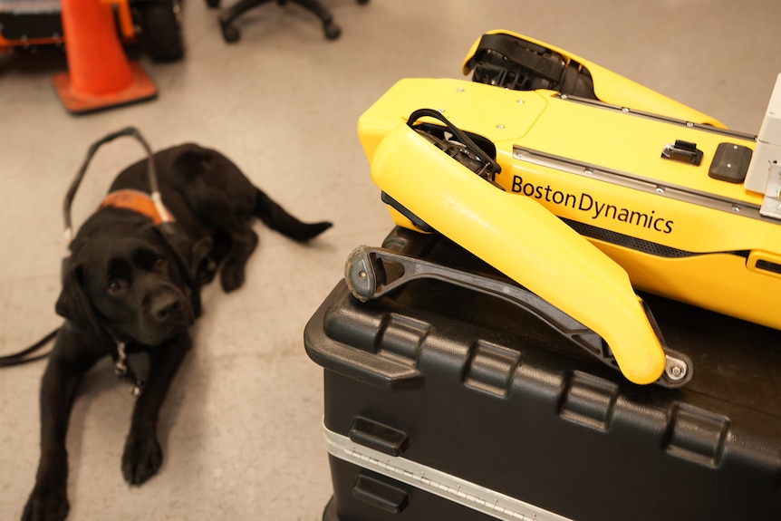 A guide dog looks up at a robot