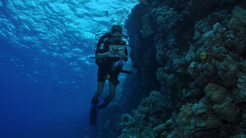 Diver doing an underwater survey