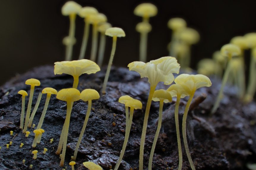 Delicate yellow mushrooms growing on a log. 