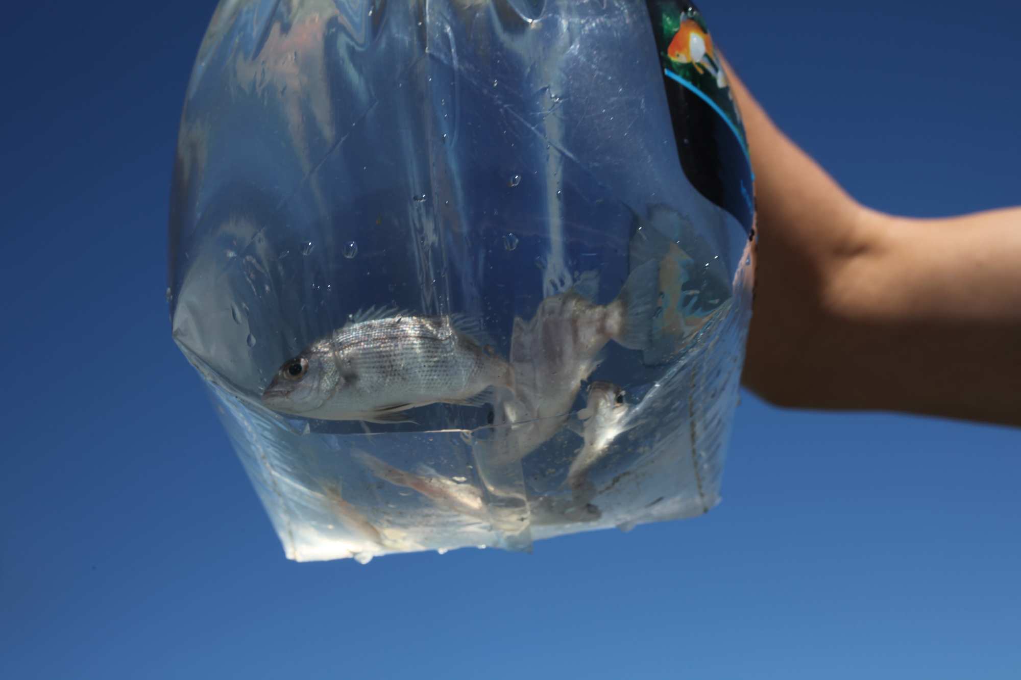 The Fishing Report - ABC listen