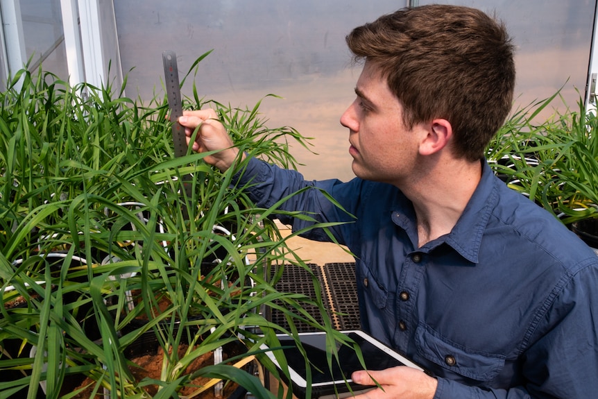 Man measuring crop plant with ruler.