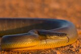 A brown snake with a bright yellow belly lays coiled in red dirt.
