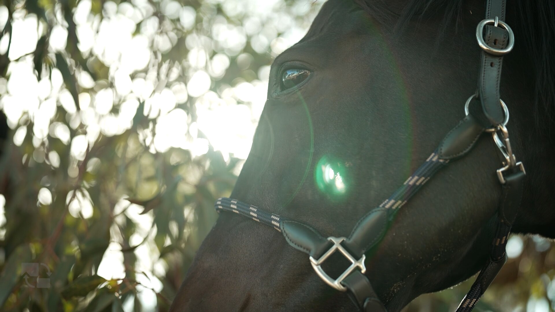 A close up of a dark brown horse face. Leaves and sun flare in background.