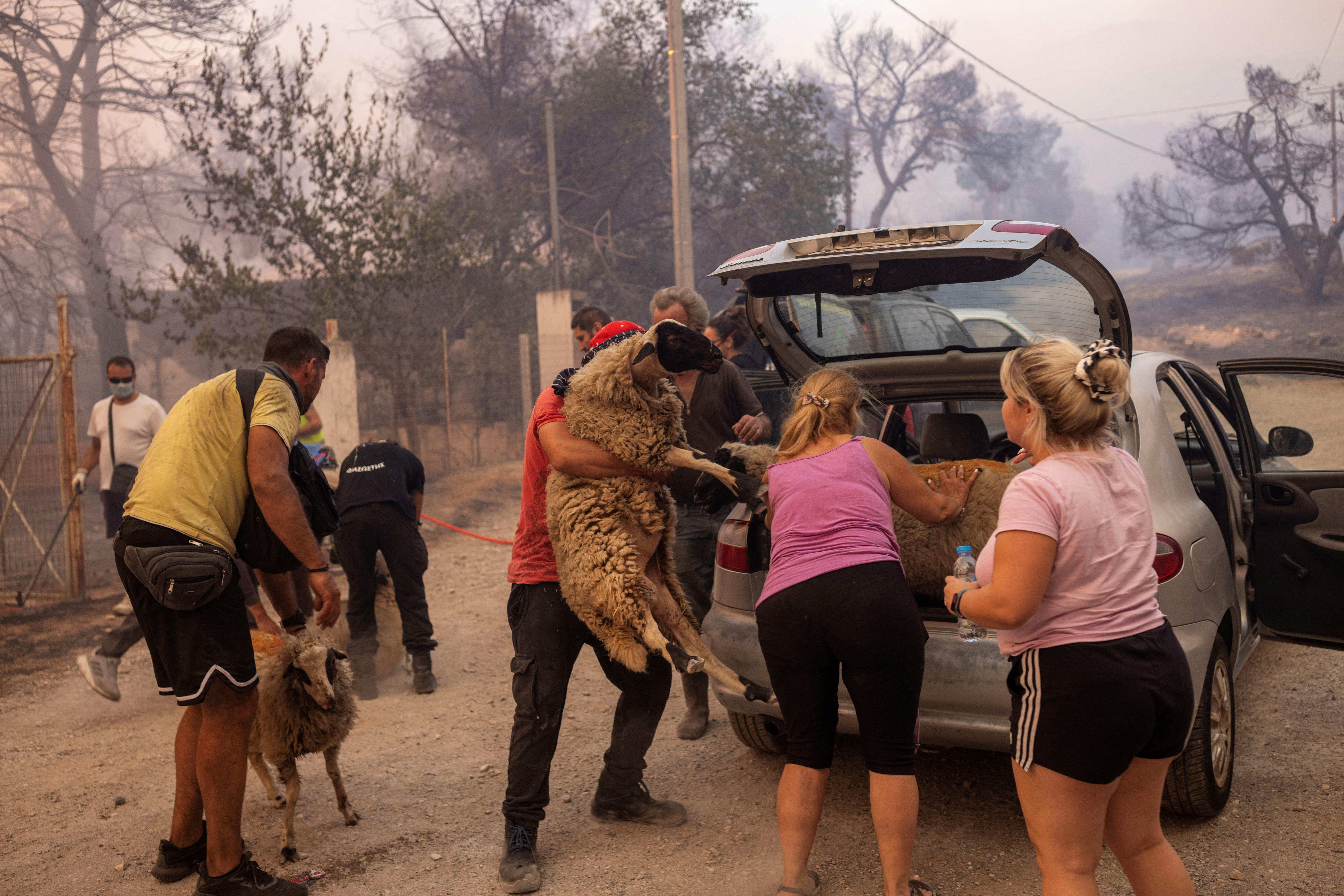 A group of volunteers put two sheep in the boot of a small hatcback car