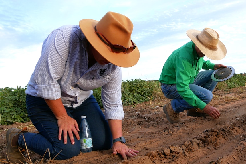 A woman and a man kneel in rows of ploughed dirt inspecting seeds, their large hats cover their faces