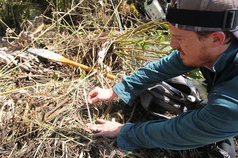 A crocodile egg collector opens a crocodile's nest.