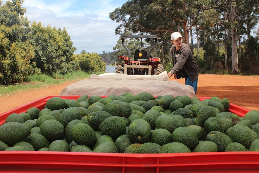 A tractor pulls trailers packed with green avocados