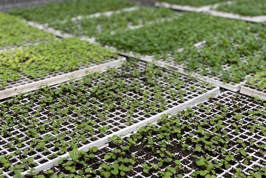 Rows of basil seedlings at Allan's Nursery