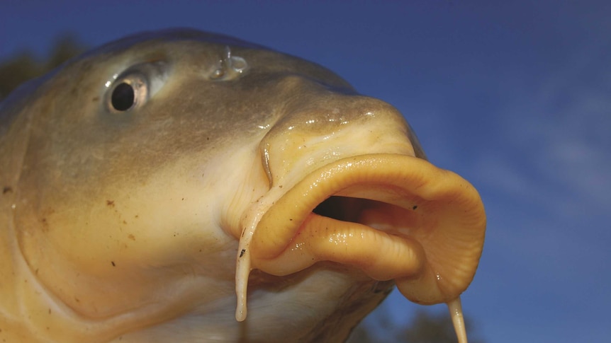 Herpes virus targeting European carp could kill 90 per cent of the