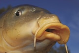 Close up of a European carp.