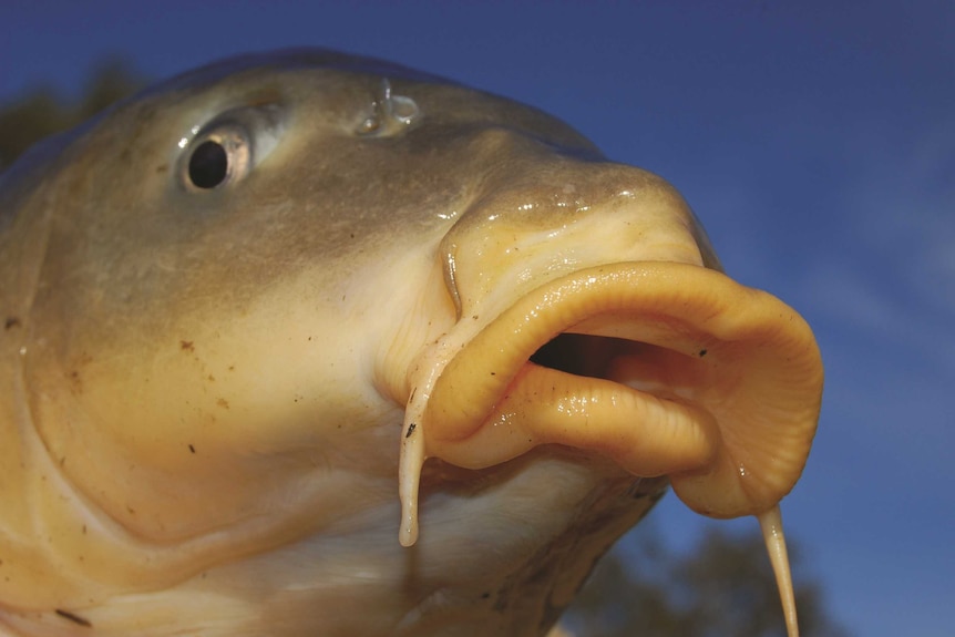 Close up of a European carp which have infested the Murray-Darling Basin