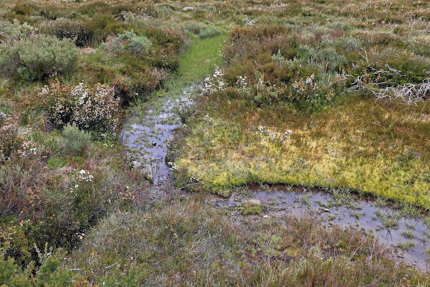 Sphagnum Bog