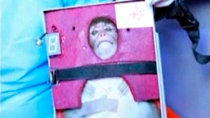 A still image from video footage showing a monkey that Iran says has been launched into space.