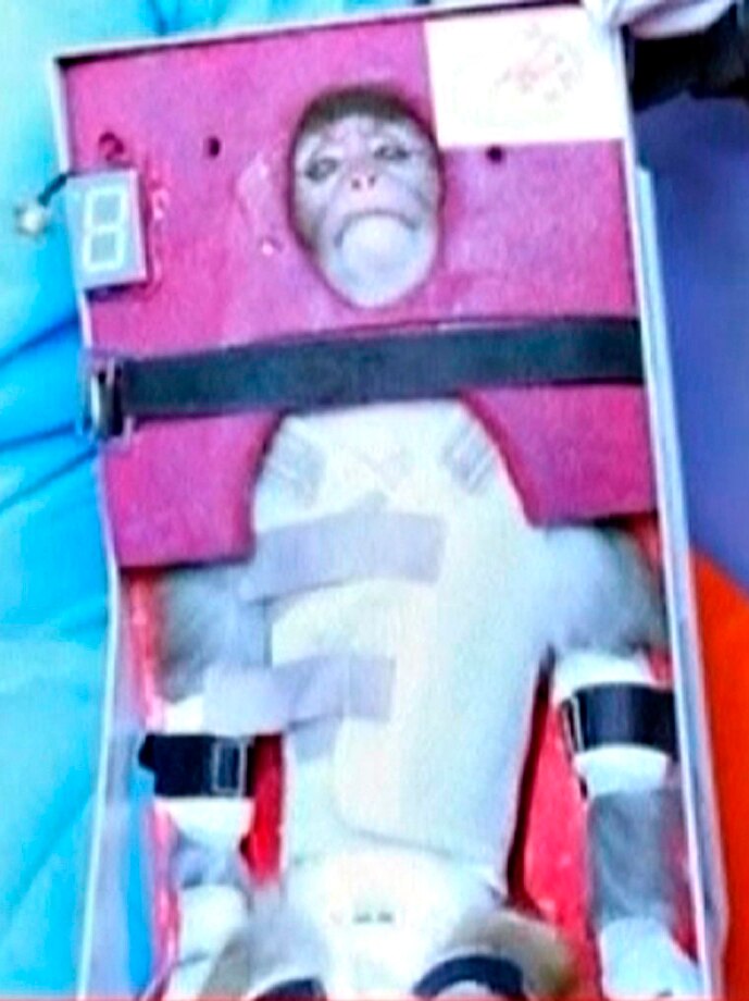 A still image from video footage showing a monkey that Iran says has been launched into space.