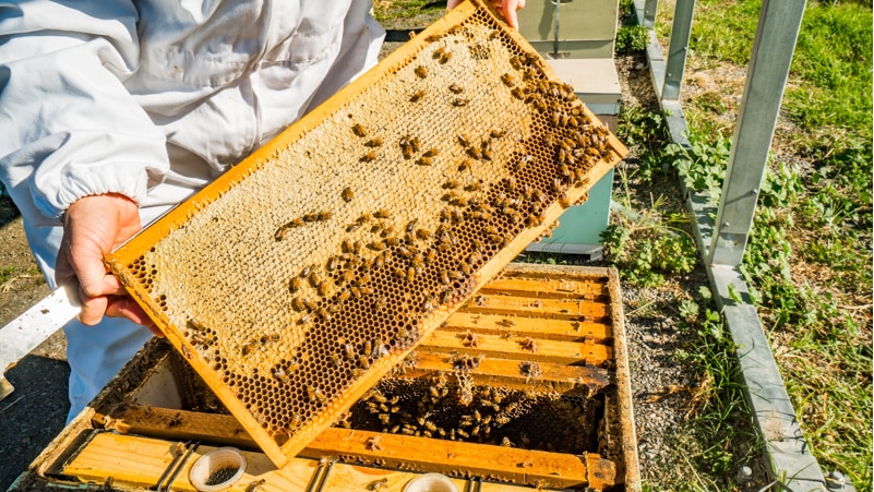 A person holds up a tray that is crawling with bees.