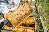 A person holds up a tray that is crawling with bees.